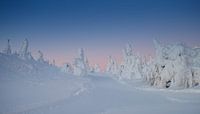 Das Morgenlicht leuchtet durch den weißen Schnee von Menno Schaefer Miniaturansicht