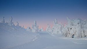 Das Morgenlicht leuchtet durch den weißen Schnee