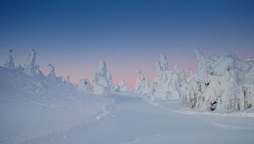 Morning light shines across the white snow by Menno Schaefer