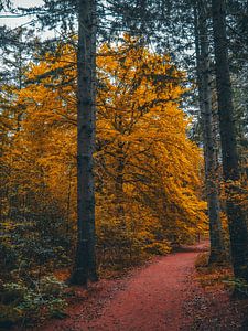 Herbst 6 von snippephotography