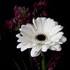 Blume Gerbera weiß von Gerdy Bovenschen-Langeveld