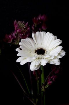 Flower Gerbera white