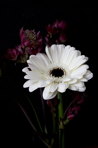 Bloem Gerbera wit
