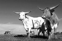 Longhorn11 noir et blanc