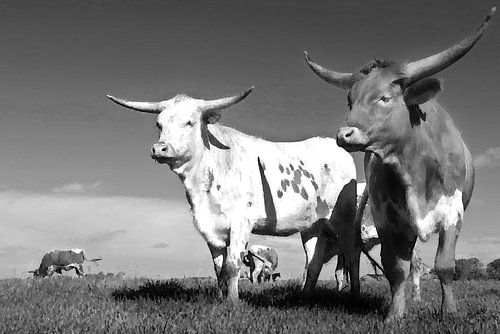 Longhorn11 zwart wit