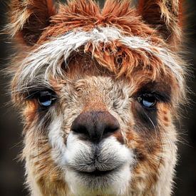 The alpaca by Maickel Dedeken