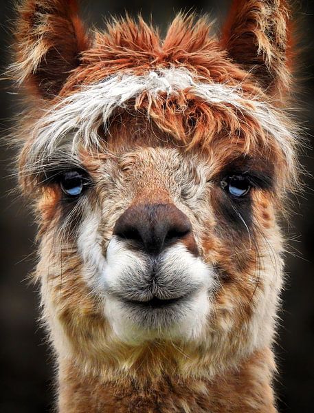 The alpaca by Maickel Dedeken