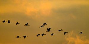 Kranichvögel fliegen während des Herbstzuges durch die Luft