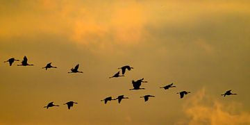 Kraanvogels vliegen in de lucht tijdens de herfstmigratie van Sjoerd van der Wal Fotografie
