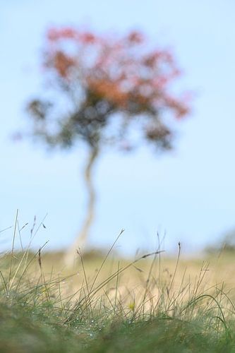 Amsterdamse waterleidingduinen op z'n mooist