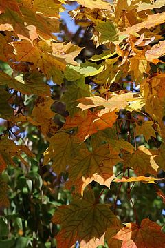 Close-up van herfstbladeren van Seli