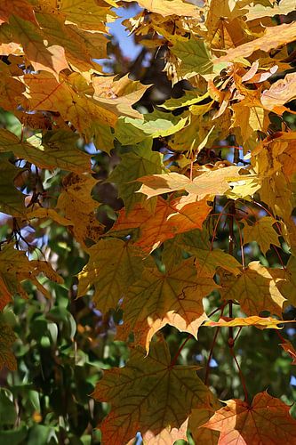 Close-up van herfstbladeren