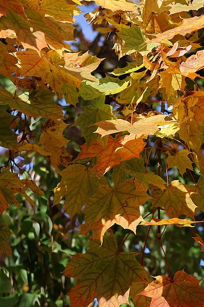 Close-up of autumn leaves by Seli