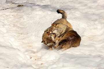 Combattre les loups sur Antwan Janssen