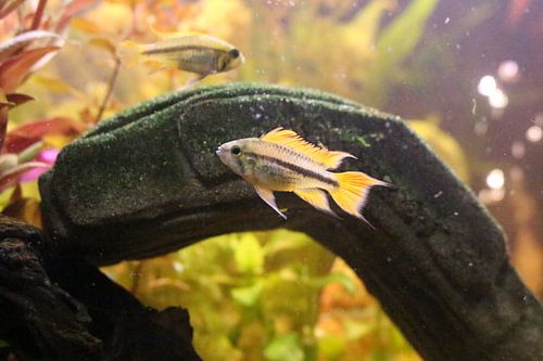 Poissons d'aquarium