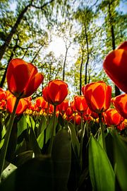 Red Tulips by Brian Morgan