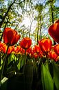 Rote Tulpen von Brian Morgan Miniaturansicht