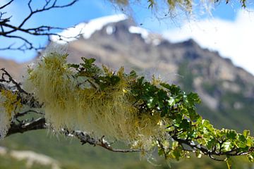 Mousse et montagnes du parc national Los Glaciares Argentine sur My Footprints