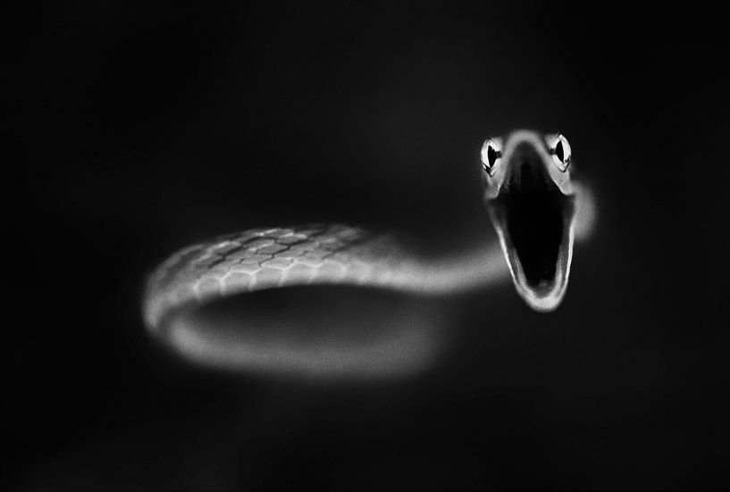 Grande de serpents de vigne, Thomas Haney par 1x