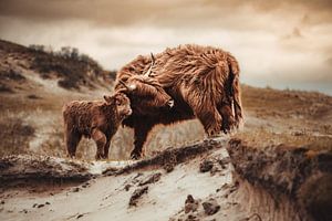 Highlander écossais avec veau