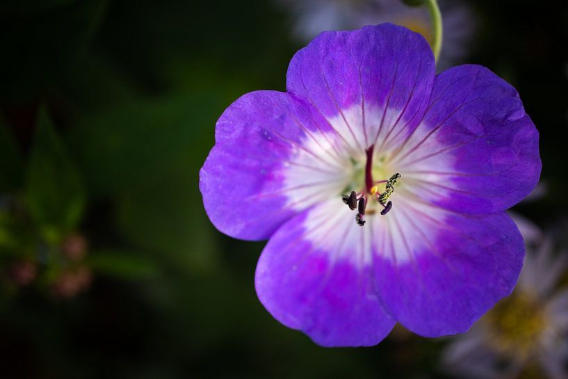 Purple flower macro photography by By Karin