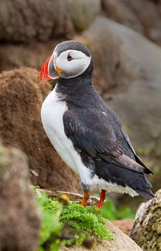 Papegaaiduiker op een rots von Menno Schaefer