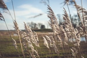 Plumes de roseau se balançant au soleil