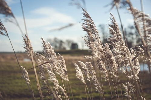 Swaying reed plumes in sunlight