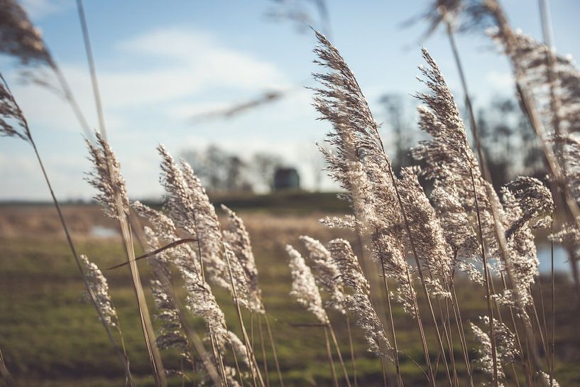 Schwankende Reedfedern im Sonnenlicht von Fotografiecor .nl