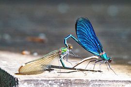 Mating brook damselflies in translucent green and metallic blue by wil spijker