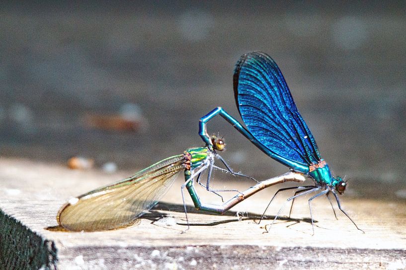 Sich paarende Bachjungfern in leuchtendem Grün und metallischem Blau von wil spijker