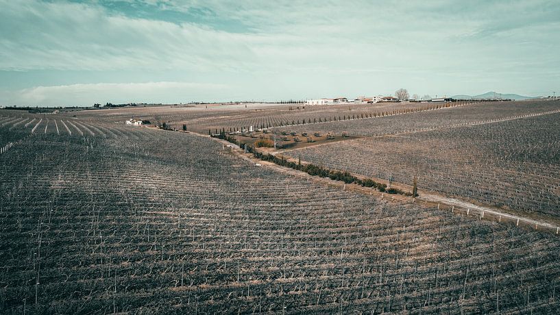 Vignobles d'hiver par Stabij