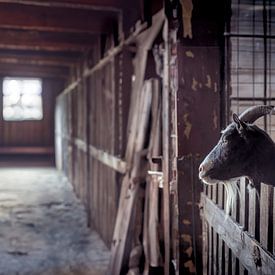 The Keeper of the Barn: A Portrait of the Boer Goat by Elianne van Turennout