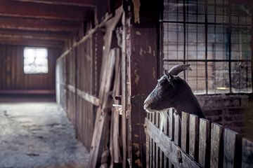 The Keeper of the Barn: A Portrait of the Boer Goat by Elianne van Turennout