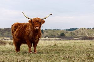 Schotse Hooglander in de Kennemerduinen van Remco Bosshard