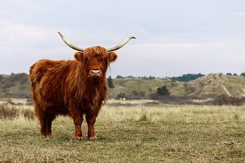 Schotse Hooglander in de Kennemerduinen