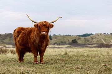 Highland Cattle in the Kennemerduinen (the Netherlands)
