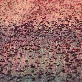 Roze rood bloemenveld van Robert Wagter