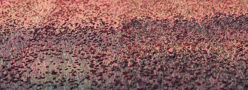 Roze rood bloemenveld