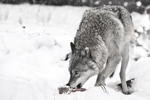 wolf op witte sneeuw met een stuk vlees. het beest is op zijn hoede, het sneeuwt. Verkleurd, zwart e