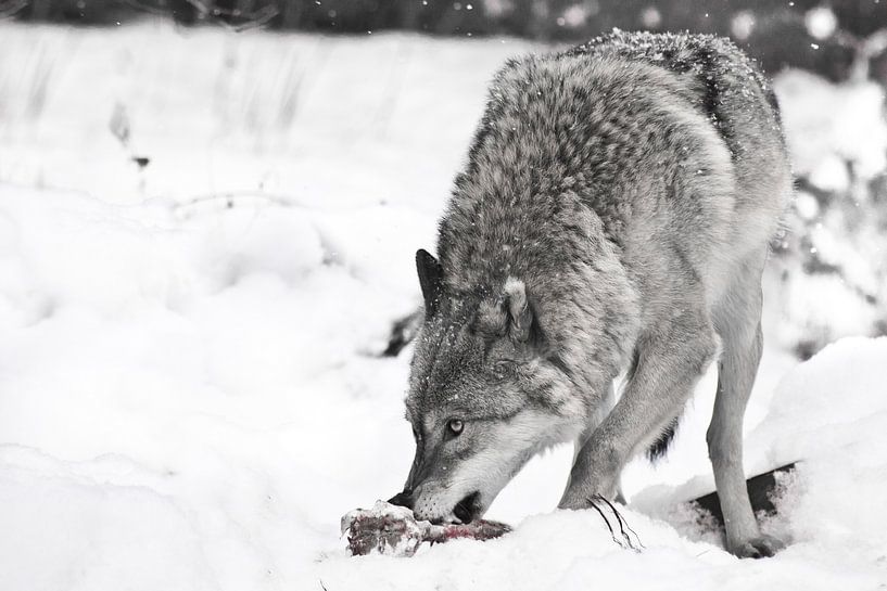 wolf on white snow with a piece of meat. the beast is cautious, it is snowing. Discolored, black and by Michael Semenov