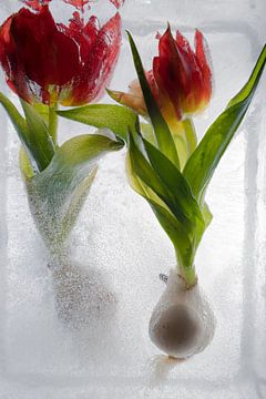 Viking-Tulpe in Eis 2 von Marc Heiligenstein