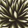 Oase - Cactus donker groen van Studio Hinte