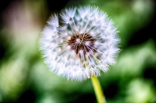 Dandelion, Just before they leave