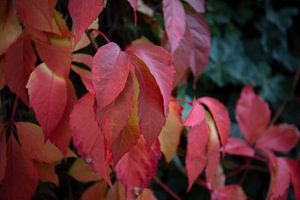 Die Farben des Herbstes in unterschiedlicher Pracht