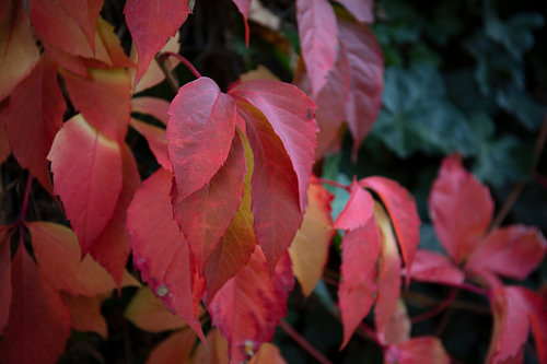 De kleuren van de herfst in verschillende pracht