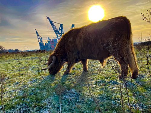 Schotse hooglanders