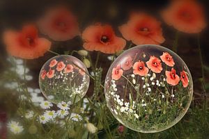 In der Glaskugel - Klatschmohn mit Kamille