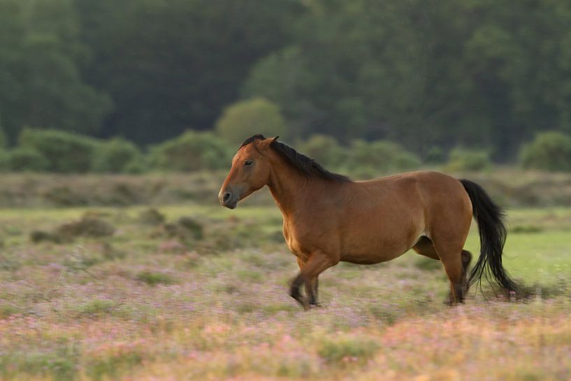 Running Horse par Jan Dolfing