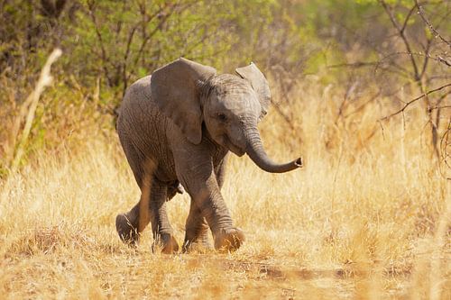 Baby olifant op pad